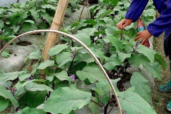 提高茄子坐果率的方法，采取摘心控旺、人工授粉等措施均可实现