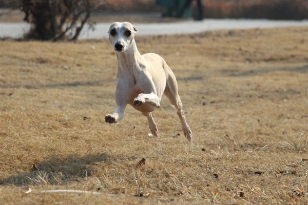 如何训练惠比特犬，包括负重抗阻力训练、克服弹性阻力训练等