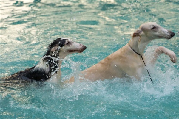 如何训练惠比特犬，包括负重抗阻力训练、克服弹性阻力训练等