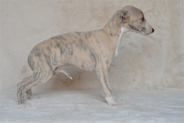 如何训练惠比特犬，包括负重抗阻力训练、克服弹性阻力训练等