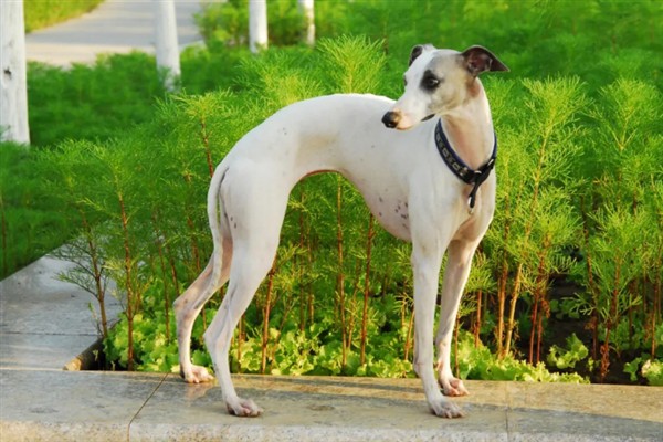 如何训练惠比特犬，包括负重抗阻力训练、克服弹性阻力训练等