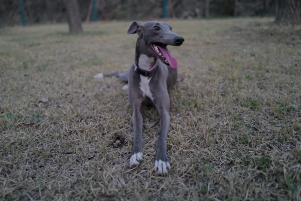 如何训练惠比特犬，包括负重抗阻力训练、克服弹性阻力训练等