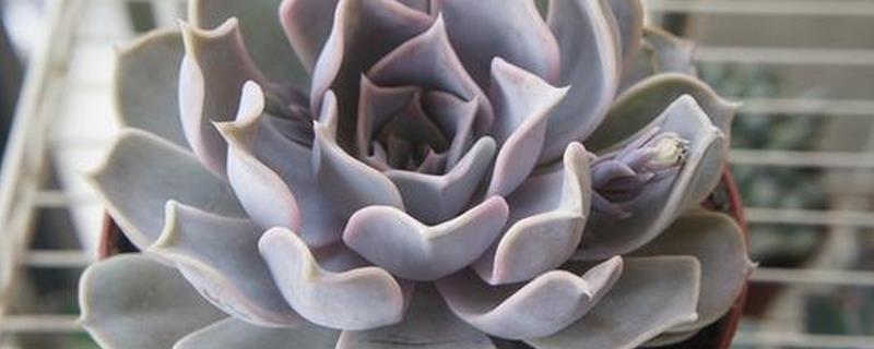 丽娜莲什么季节开花，一般在春季开花