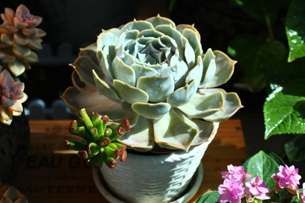 丽娜莲什么季节开花，一般在春季开花