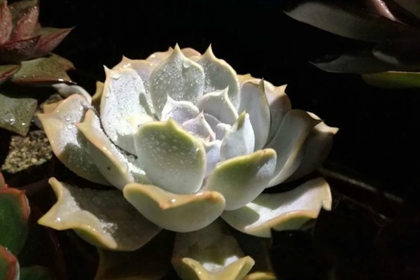 丽娜莲什么季节开花，一般在春季开花