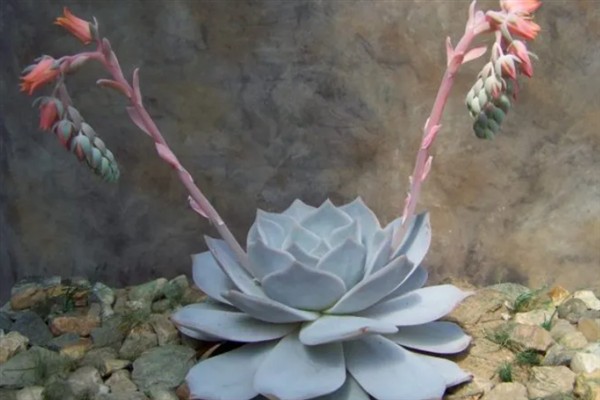 丽娜莲什么季节开花，一般在春季开花