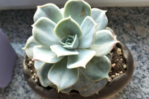 丽娜莲什么季节开花，一般在春季开花