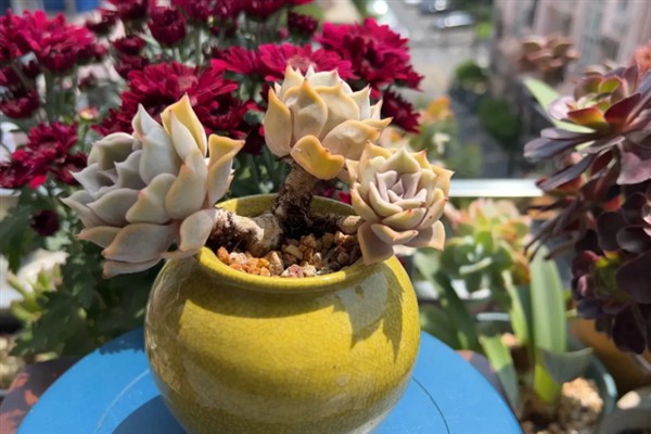 丽娜莲什么季节开花，一般在春季开花