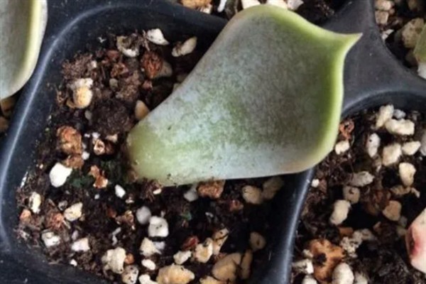 丽娜莲什么季节开花，一般在春季开花