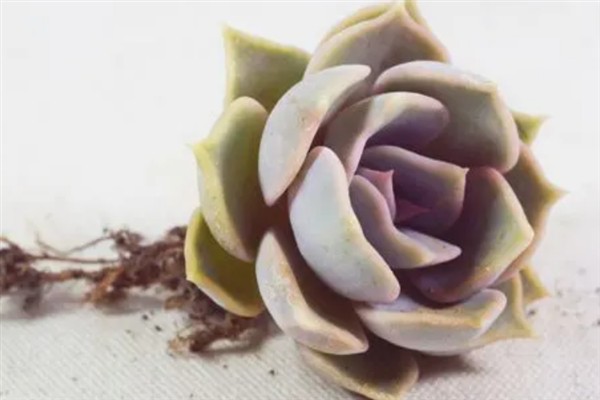丽娜莲什么季节开花，一般在春季开花