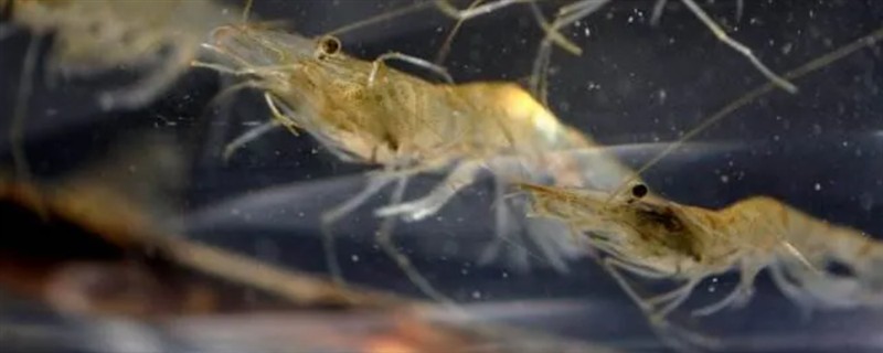 河虾的生活环境，主要在浅水缓流、水草多的地方生活