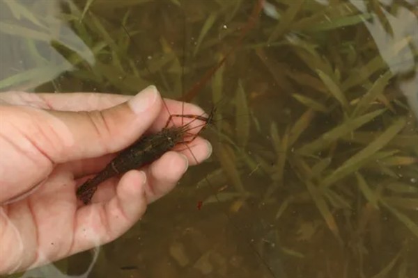 河虾的生活环境，主要在浅水缓流、水草多的地方生活