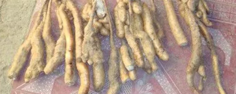 山药分叉的原因，可能是使用了除草剂或夏季高温所致
