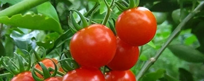 西红柿的种植环境要求，最适土温为20-22℃