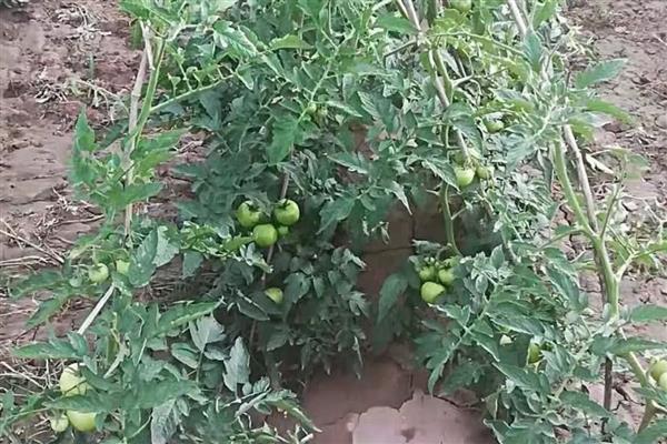 西红柿的种植环境要求，最适土温为20-22℃