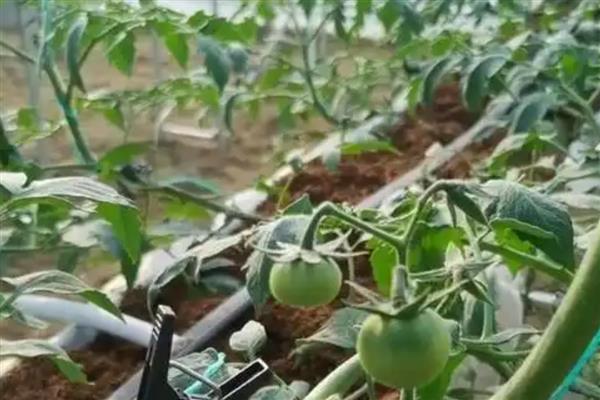 西红柿的种植环境要求，最适土温为20-22℃