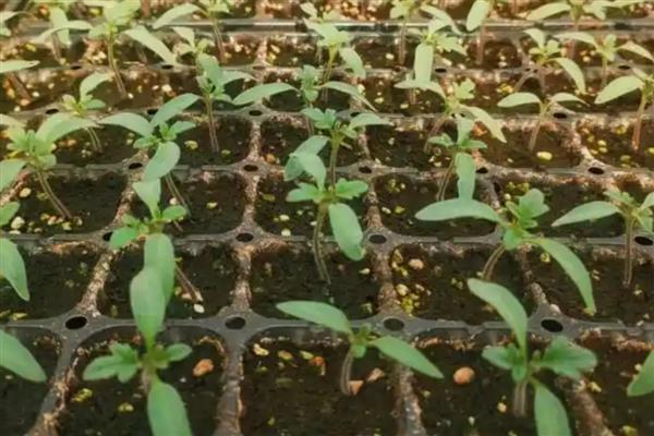 西红柿的种植环境要求，最适土温为20-22℃