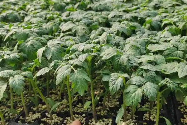 西红柿的种植环境要求，最适土温为20-22℃