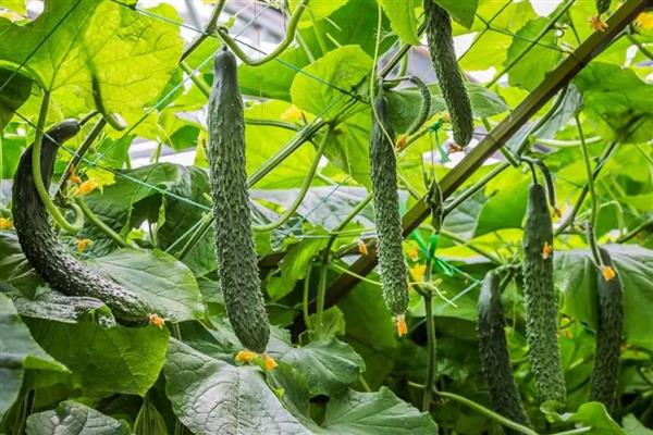黄瓜几个叶留瓜合适，每隔3-4片叶子留一根瓜