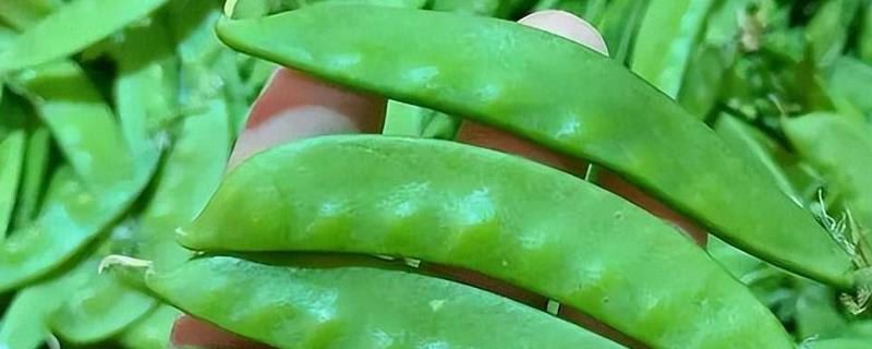 农村晒干的蔬菜，有豆角、扁豆等