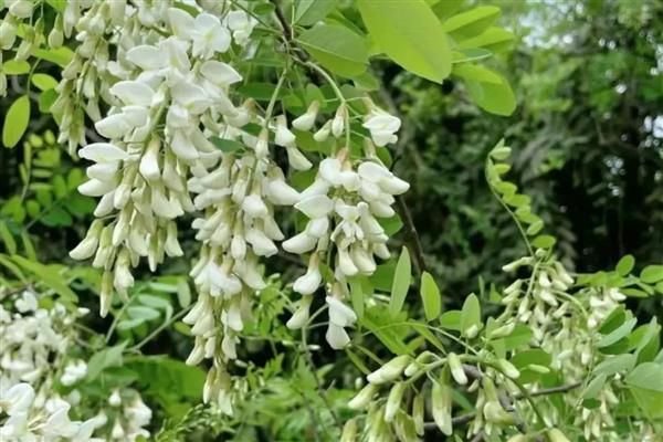 农村晒干的蔬菜，有豆角、扁豆等