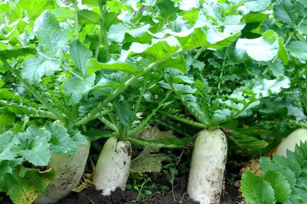 农村晒干的蔬菜，有豆角、扁豆等