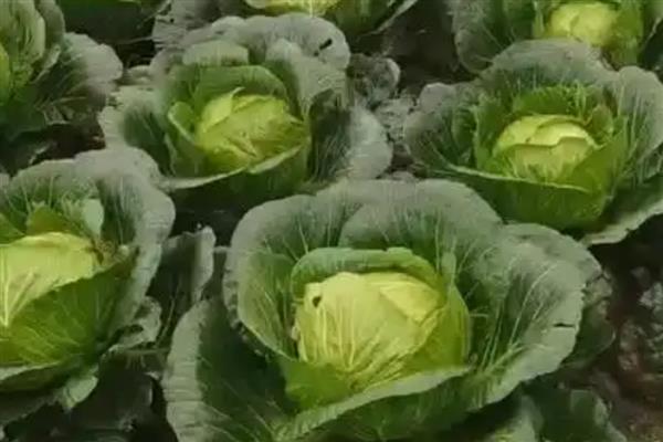 农村晒干的蔬菜，有豆角、扁豆等