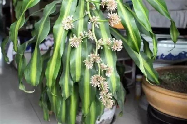 盆栽巴西木如何养护，夏季每隔2-3天浇一次水