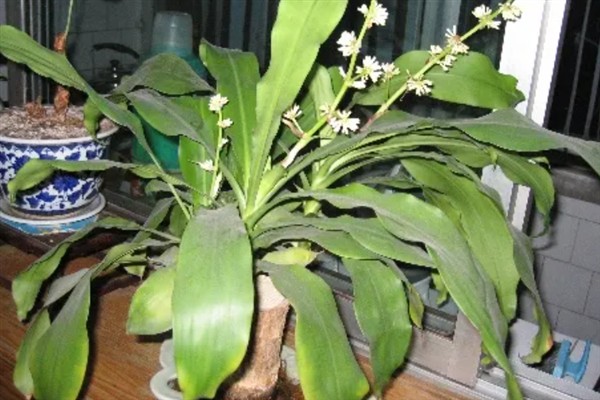 盆栽巴西木如何养护，夏季每隔2-3天浇一次水