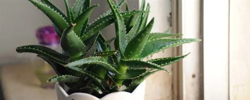 哪些植物适合养在卧室里，芦荟、虎皮兰、薰衣草等品种是不错的选择