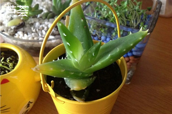 哪些植物适合养在卧室里，芦荟、虎皮兰、薰衣草等品种是不错的选择