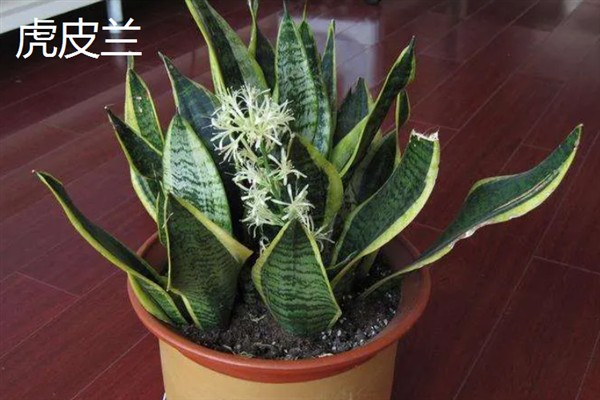 哪些植物适合养在卧室里，芦荟、虎皮兰、薰衣草等品种是不错的选择
