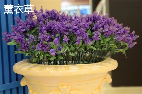 哪些植物适合养在卧室里，芦荟、虎皮兰、薰衣草等品种是不错的选择