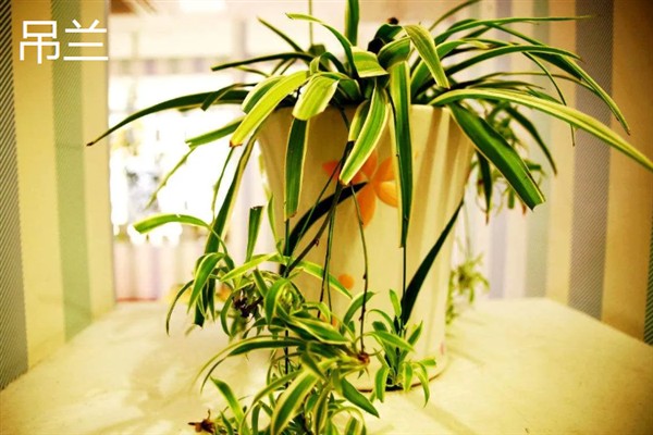 哪些植物适合养在卧室里，芦荟、虎皮兰、薰衣草等品种是不错的选择
