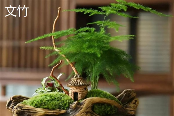哪些植物适合养在卧室里，芦荟、虎皮兰、薰衣草等品种是不错的选择