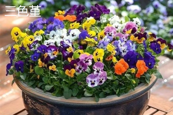 哪些植物适合养在卧室里，芦荟、虎皮兰、薰衣草等品种是不错的选择