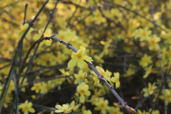 春夏秋冬有哪些花开放，春季常见迎春花、牡丹花、芍药花等品种