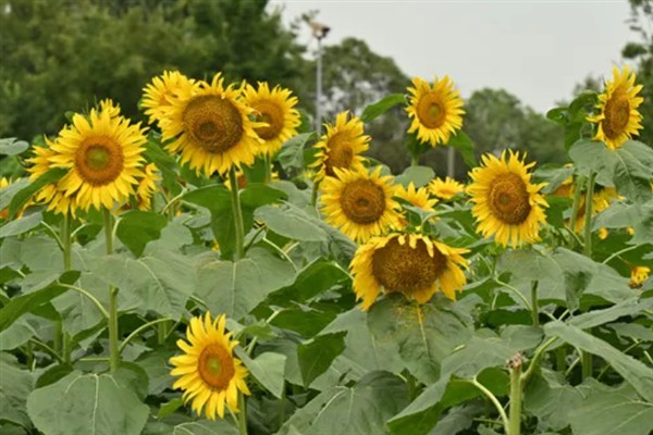 春夏秋冬有哪些花开放，春季常见迎春花、牡丹花、芍药花等品种