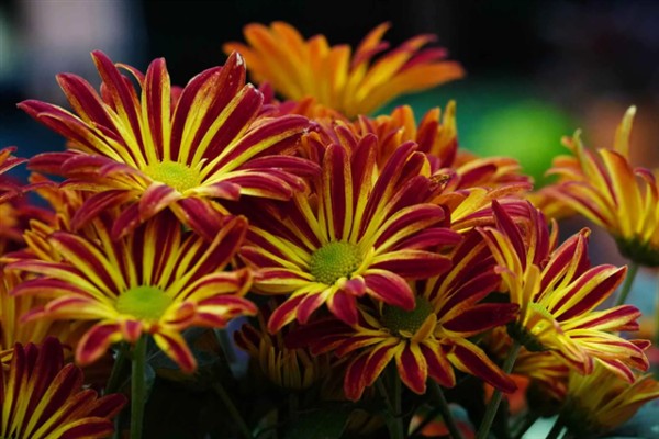 春夏秋冬有哪些花开放，春季常见迎春花、牡丹花、芍药花等品种
