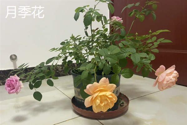春夏秋冬有哪些花开放，春季常见迎春花、牡丹花、芍药花等品种