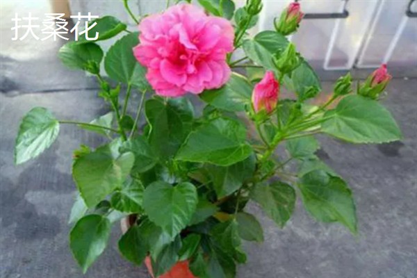 春夏秋冬有哪些花开放，春季常见迎春花、牡丹花、芍药花等品种
