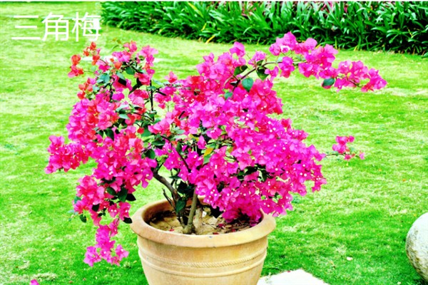 春夏秋冬有哪些花开放，春季常见迎春花、牡丹花、芍药花等品种