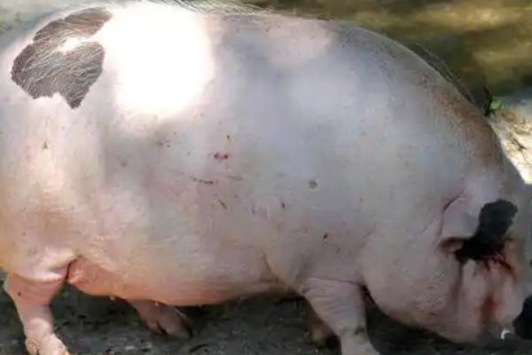 怎么提高母猪的产仔数量，合理配种并提供营养充足的饲料