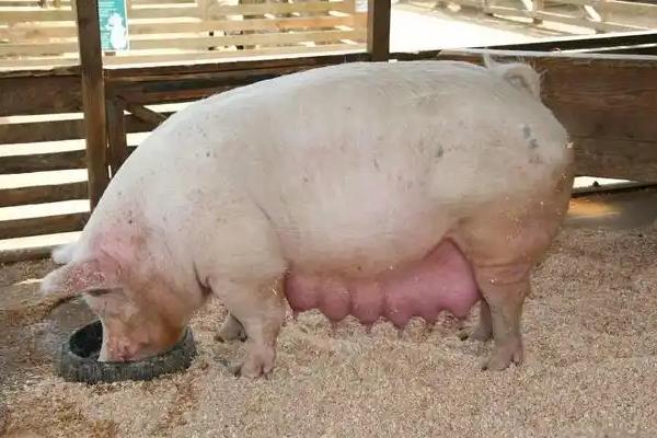 怎么提高母猪的产仔数量，合理配种并提供营养充足的饲料