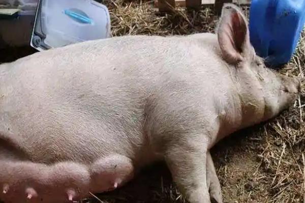 怎么提高母猪的产仔数量，合理配种并提供营养充足的饲料