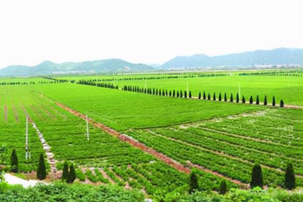 种植业的重要地位应该怎么理解，属于农业基础地位十分特殊