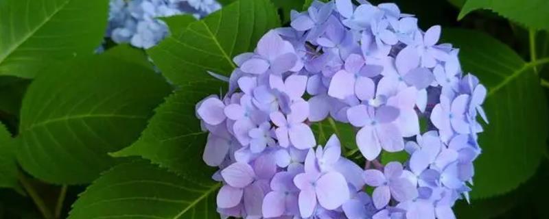 绣球鲜花可以养几天，大概可以养15天左右