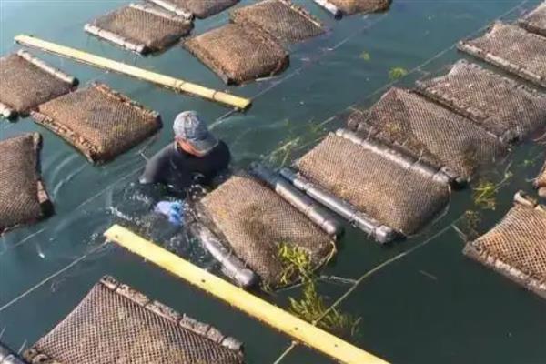 河蟹蜕壳期的管理要点，投喂时间通常在下午4-8点