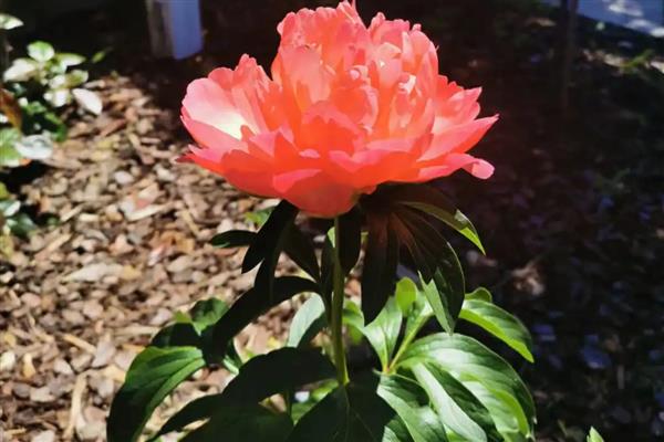 落日珊瑚芍药的花语，寓意美丽动人、依依不舍等