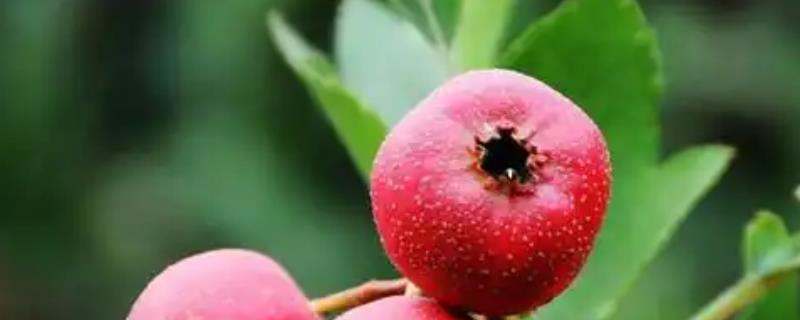 山楂能在家里种吗，可以在家里种